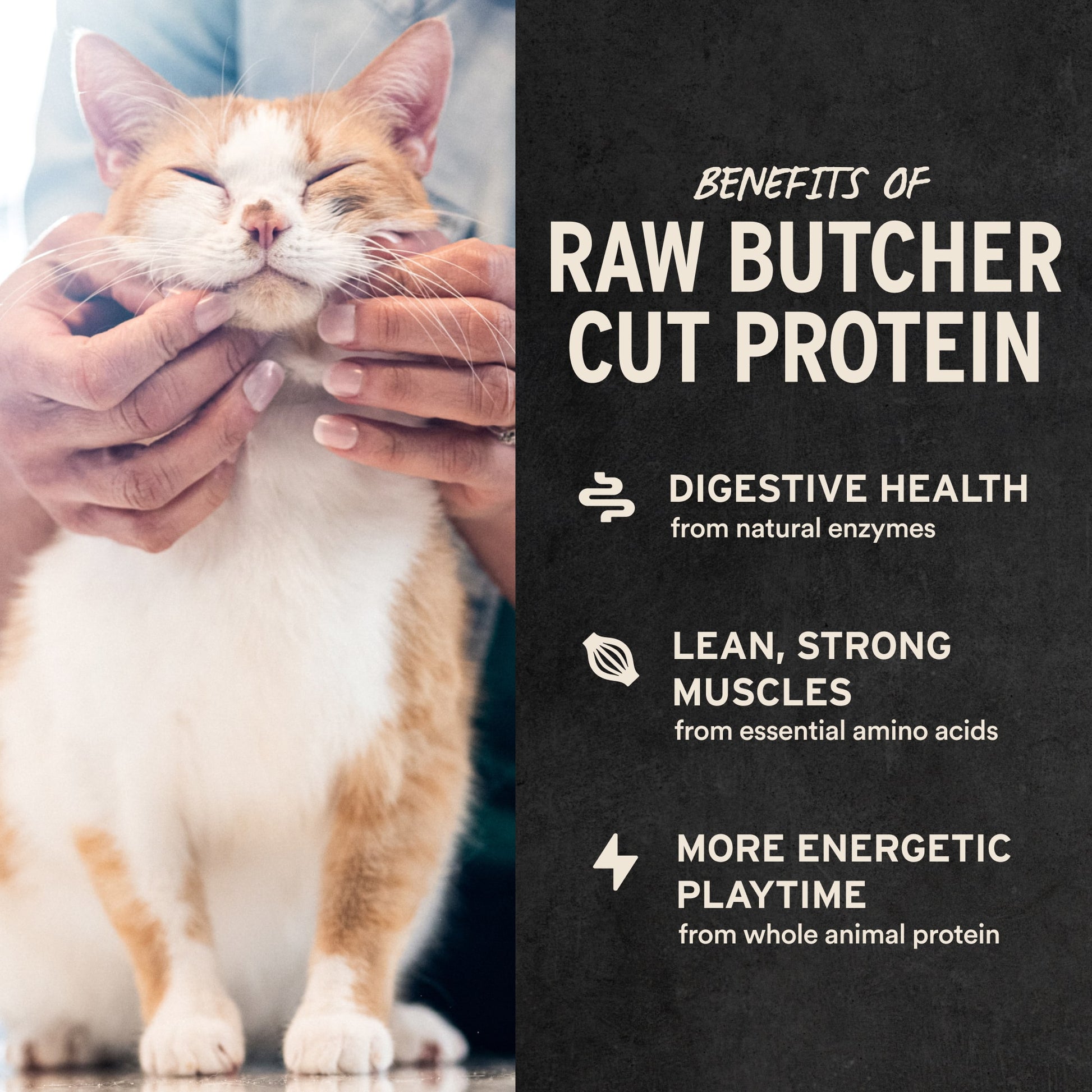 Person petting orange and white cat with benefits of raw butcher cut protein listed