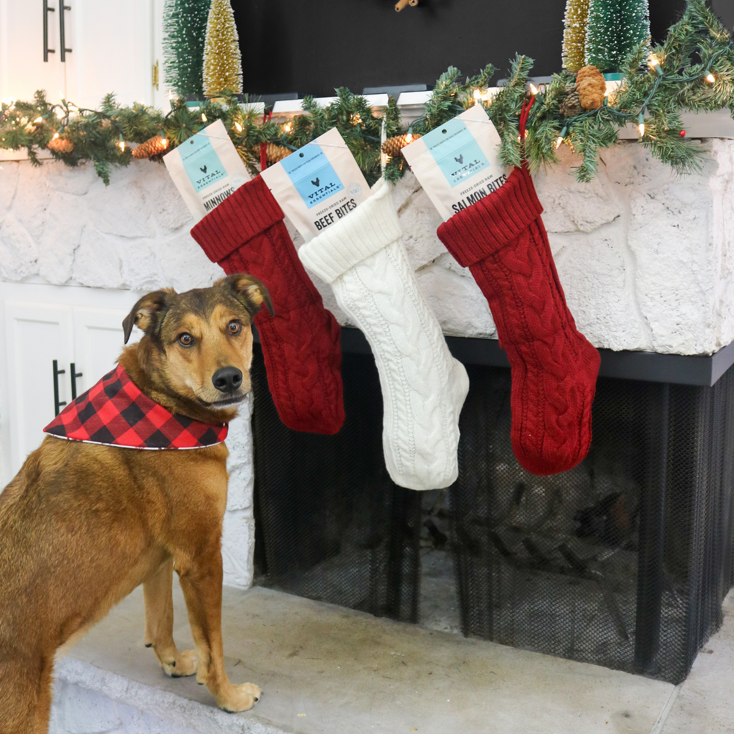 Surf & Turf Dog Treat Variety Stocking Stuffer Bundle